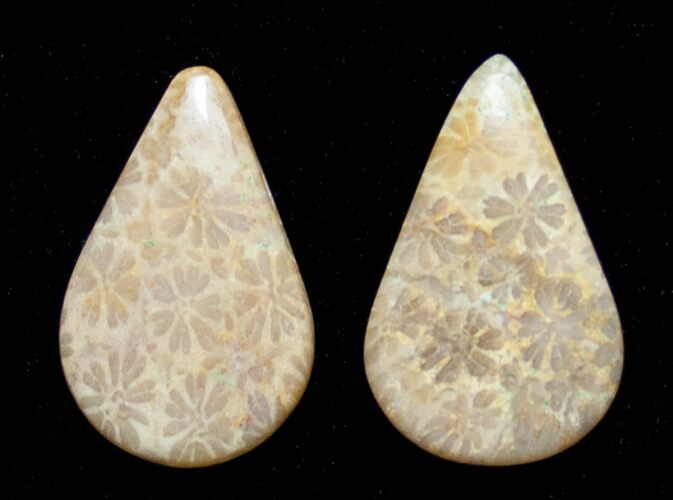 Tear Drop Shaped Fossil Coral Cabs #8618